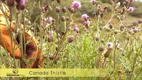 Canada Thistle