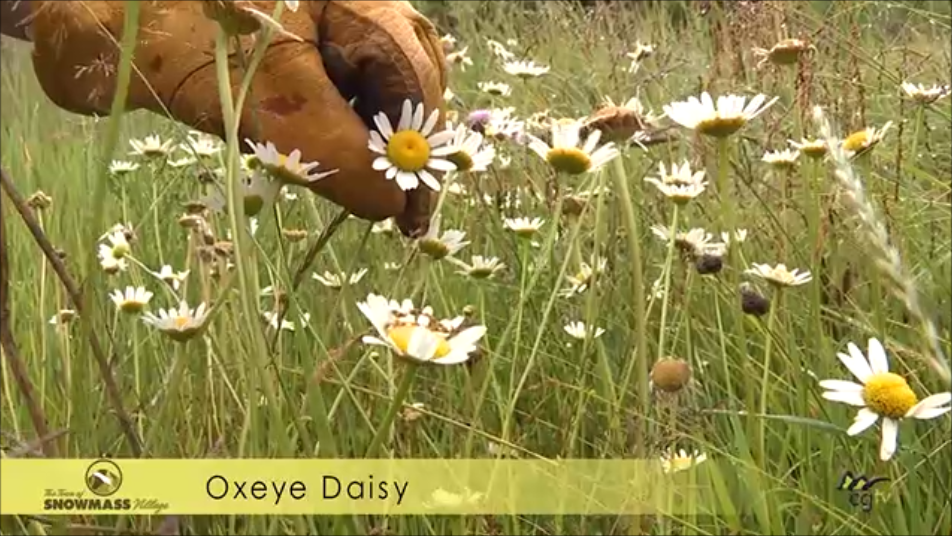 Oxeye Daisy