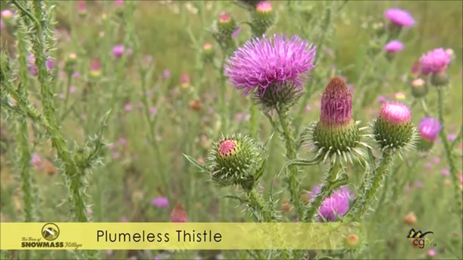 Plumeless Thistle