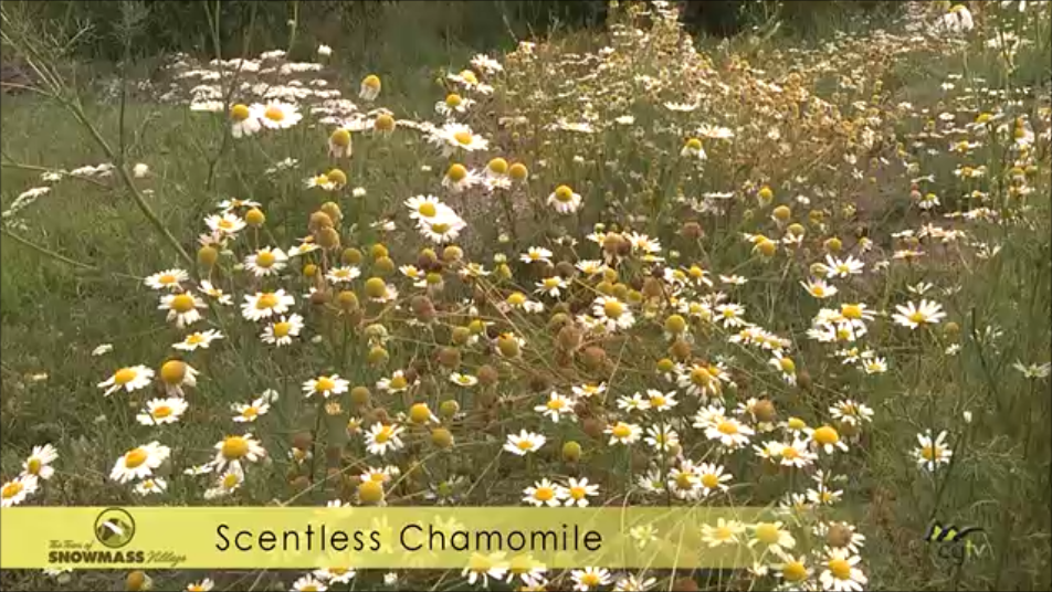 Scentless Chamomile