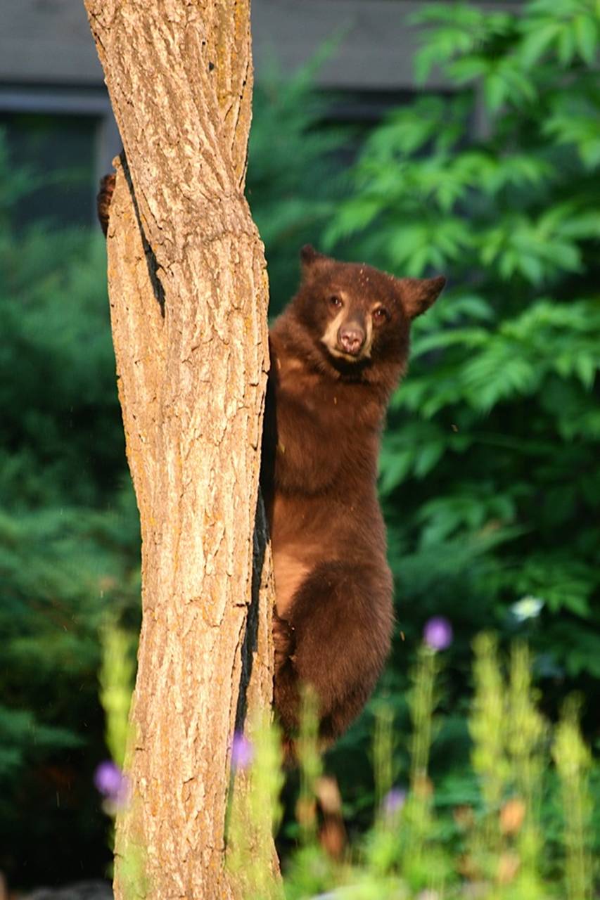 CUB HOLDING ONTO TREE FOX RUN